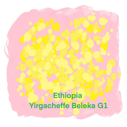 エチオピア イルガチャフィー ベレカ G1