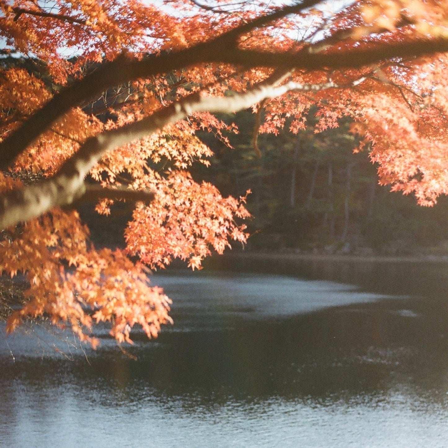 紅月 ｰブレンド (秋冬限定)